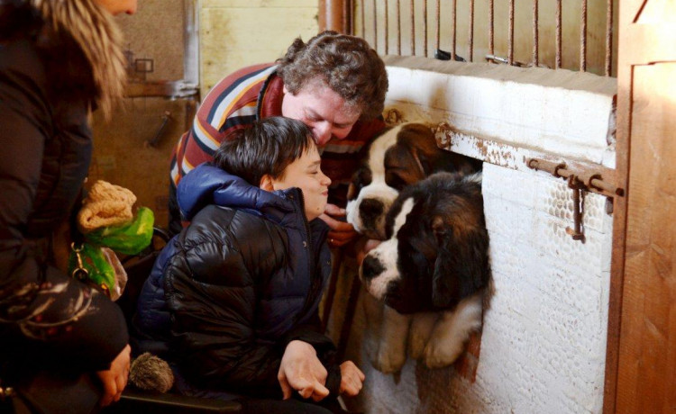 Четвероногие мохнатые чудеса